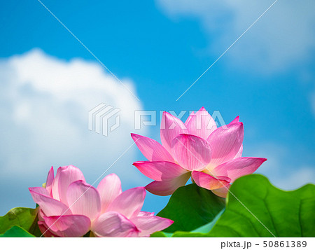 蓮の花 蓮の花 50861389