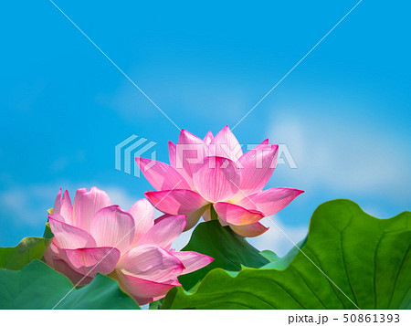 蓮の花 蓮の花 50861393