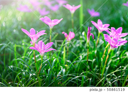 Zephyranthes grandiflora pink flowers or Fairy 50861519