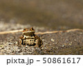 林道のヒキガエル 50861617