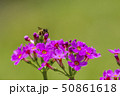 クリンソウとハナバチ 50861618