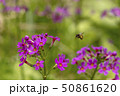 クリンソウとハナバチ 50861620