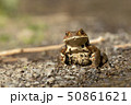 林道のヒキガエル 50861621