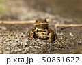林道のヒキガエル 50861622