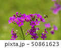 クリンソウとハナバチ 50861623