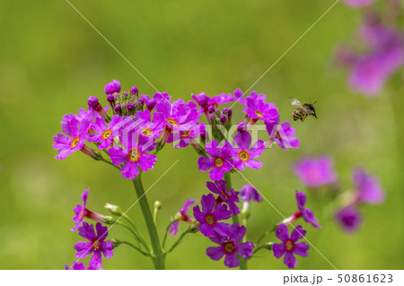 クリンソウとハナバチ 50861623