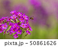 クリンソウとハナバチ 50861626