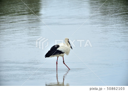 宮古島/コウノトリ 宮古島/コウノトリ 50862103