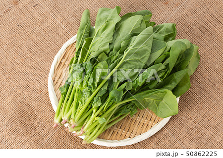 ほうれんそう ほうれんそう 50862225