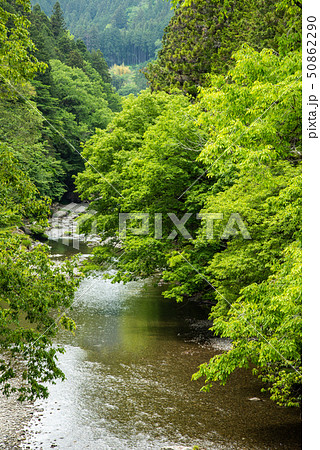 秋川渓谷の新緑 石舟橋から 秋川渓谷の新緑 石舟橋から 50862290