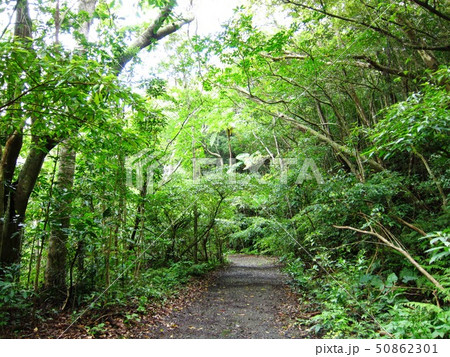 金作原林道 金作原林道 50862301