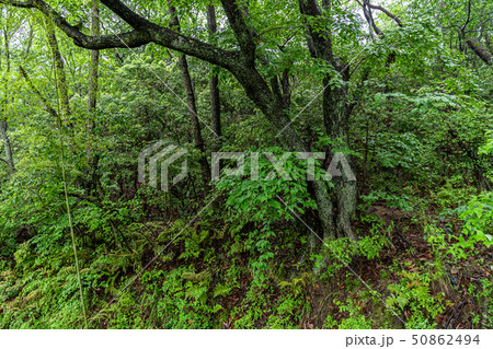 爽やかな新緑イメージ　森林　葉っぱ　エコロジー　見上げる　植物　春イメージ 50862494