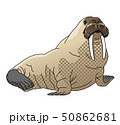セイウチ 50862681