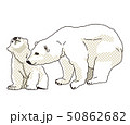 シロクマ 50862682