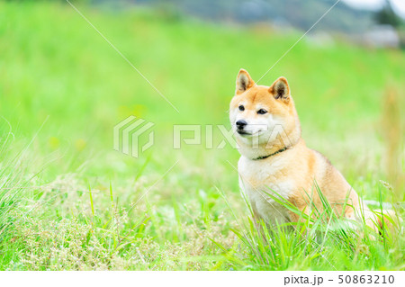 犬 柴犬 50863210