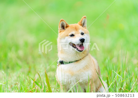 犬 柴犬 50863213