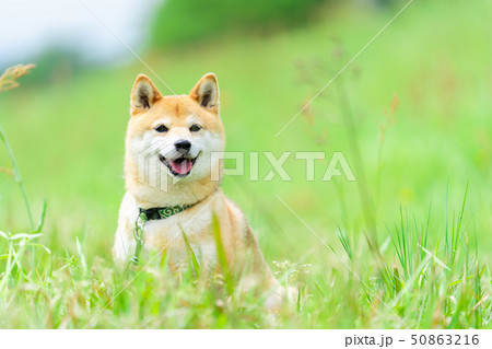 犬 柴犬の写真素材