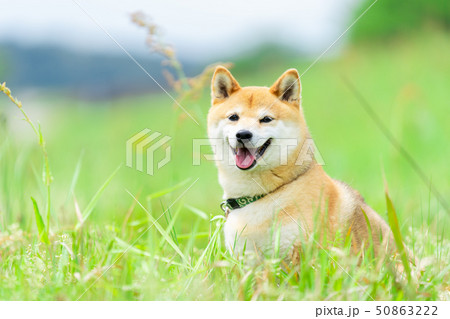 犬 柴犬 犬 柴犬 50863222