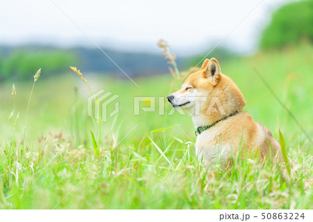 犬 柴犬 50863224