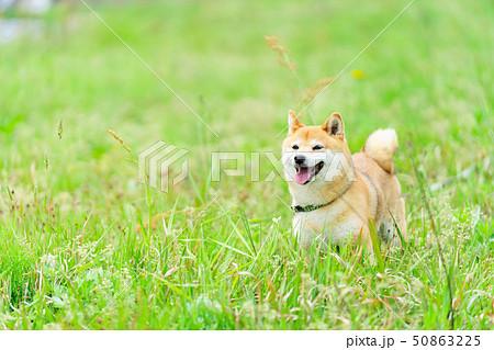 犬 柴犬 50863225