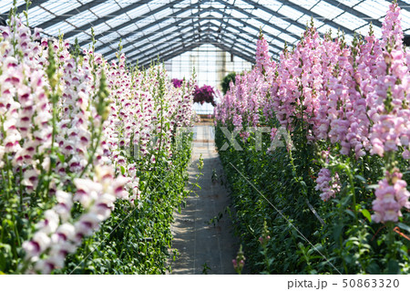金魚草の温室 金魚草の温室 50863320