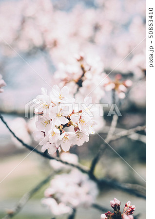 桜　春 50863410