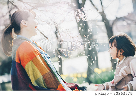 桜　春　親子 50863579