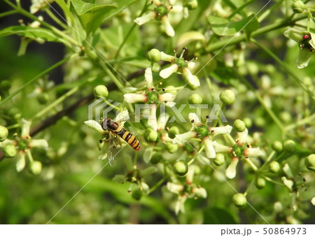 マユミの花にとまる「ヒメヒラタアブ」 マユミの花にとまる「ヒメヒラタアブ」 50864973