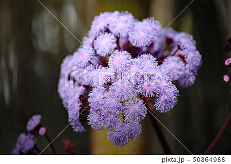 ユーパトリウム ユーパトリウム 50864988