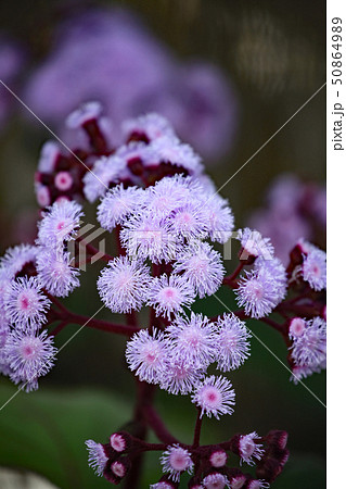 ユーパトリウム 50864989