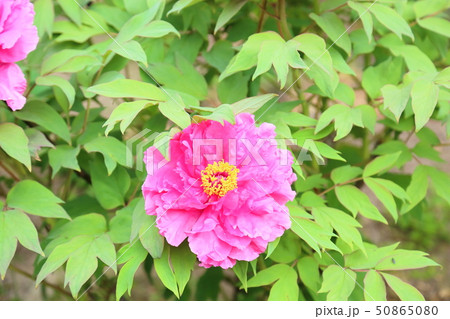 牡丹の花 50865080
