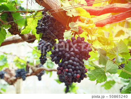 Bunch of grapes in the vineyard. 50865240