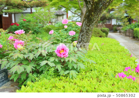 牡丹の花 牡丹の花 50865302