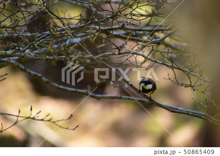 ツツジの木の中のヤマガラ 50865409