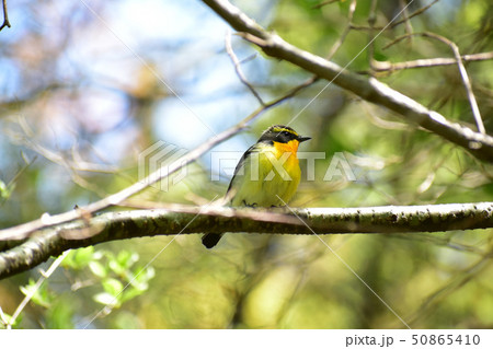 新緑の頃のキビタキ 50865410
