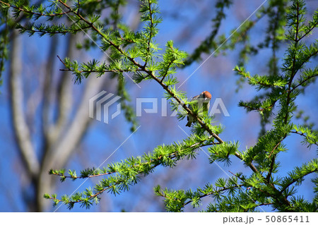 常緑樹の新芽を食べるニュウナイスズメ 50865411