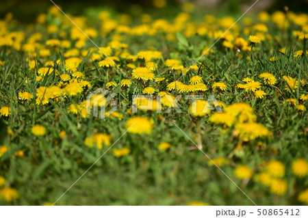 タンポポの群生 50865412