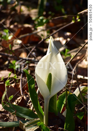 朝日を受けるミズバショウ 50865430