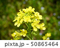 春に芽を出し始める黄色い菜っ葉の花 50865464
