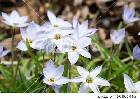 春になると薄紫の可憐な花を咲かせるハナニラの写真素材