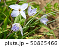 春になると薄紫の可憐な花を咲かせるハナニラ 50865466