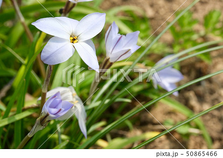 春になると薄紫の可憐な花を咲かせるハナニラ 春になると薄紫の可憐な花を咲かせるハナニラ 50865466
