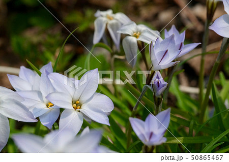 春になると薄紫の可憐な花を咲かせるハナニラ 50865467