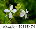 ルッコラの花。葉は料理に使ったりする。 50865474