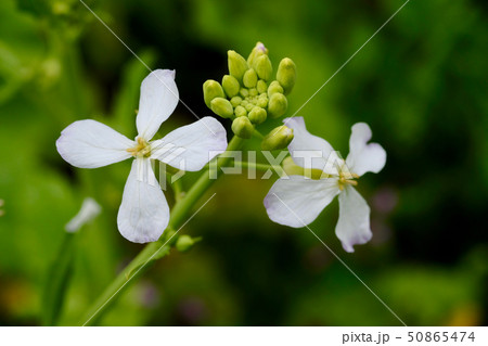 ルッコラの花。葉は料理に使ったりする。 50865474