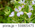 ルッコラの花。葉は料理に使ったりする。 50865475