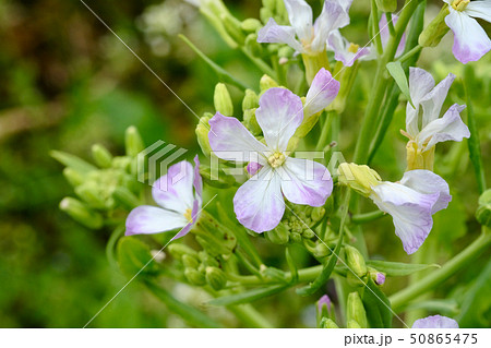 ルッコラの花。葉は料理に使ったりする。 50865475