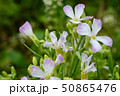 ルッコラの花。葉は料理に使ったりする。 50865476