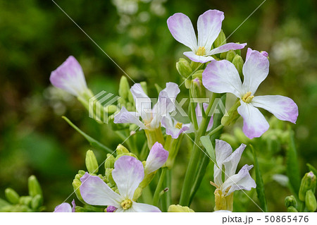ルッコラの花。葉は料理に使ったりする。 50865476