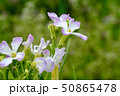 ルッコラの花。葉は料理に使ったりする。 50865478